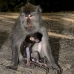 monkey_macaque_balinese_mf_ubud_v_1417_bal5138.jpg